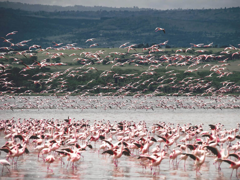 Ou voir les flamandes roses pres de Sete