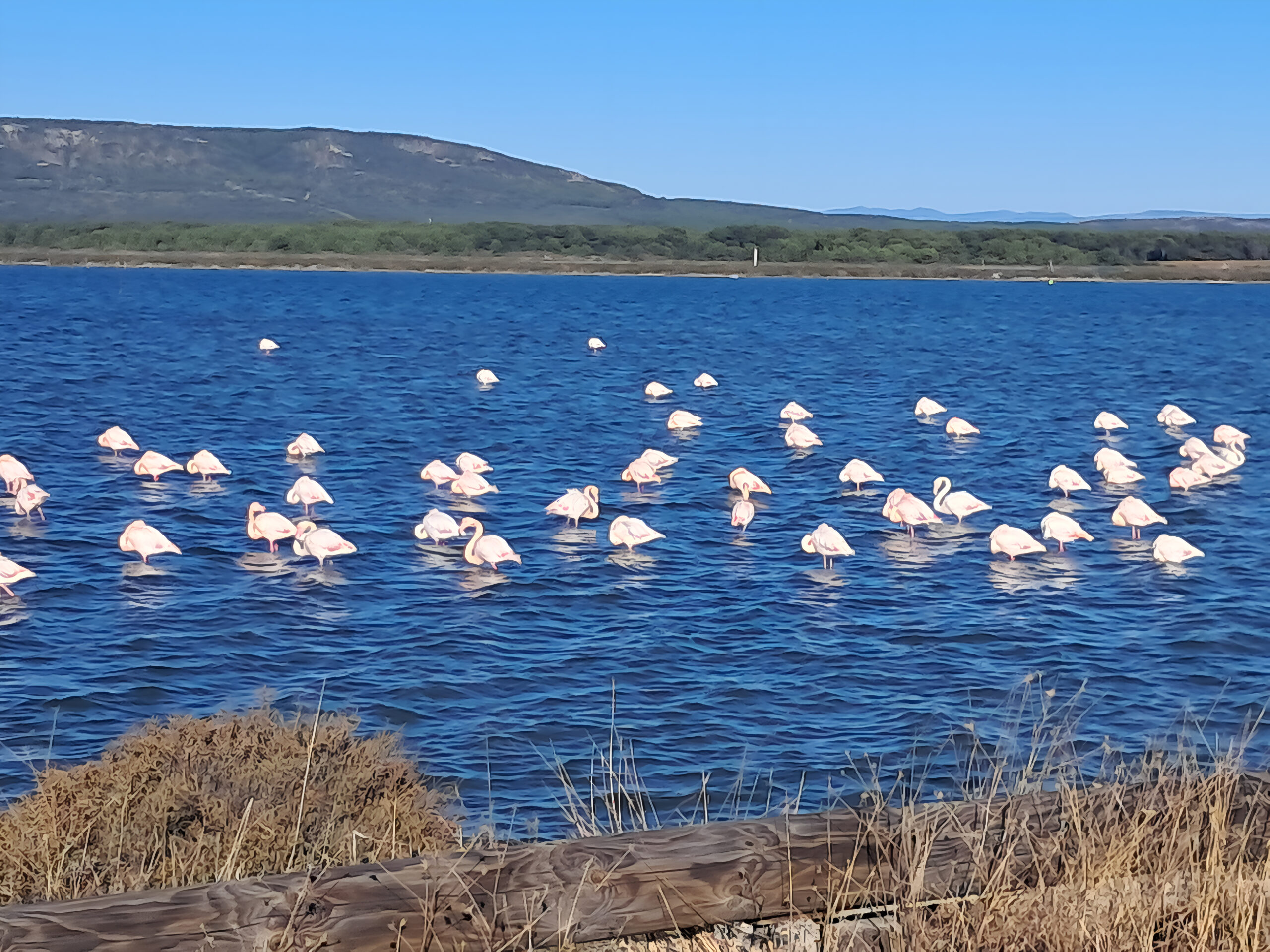 Ou voir les flamandes roses pres de Sete, les Aresquiers, Frontignan
