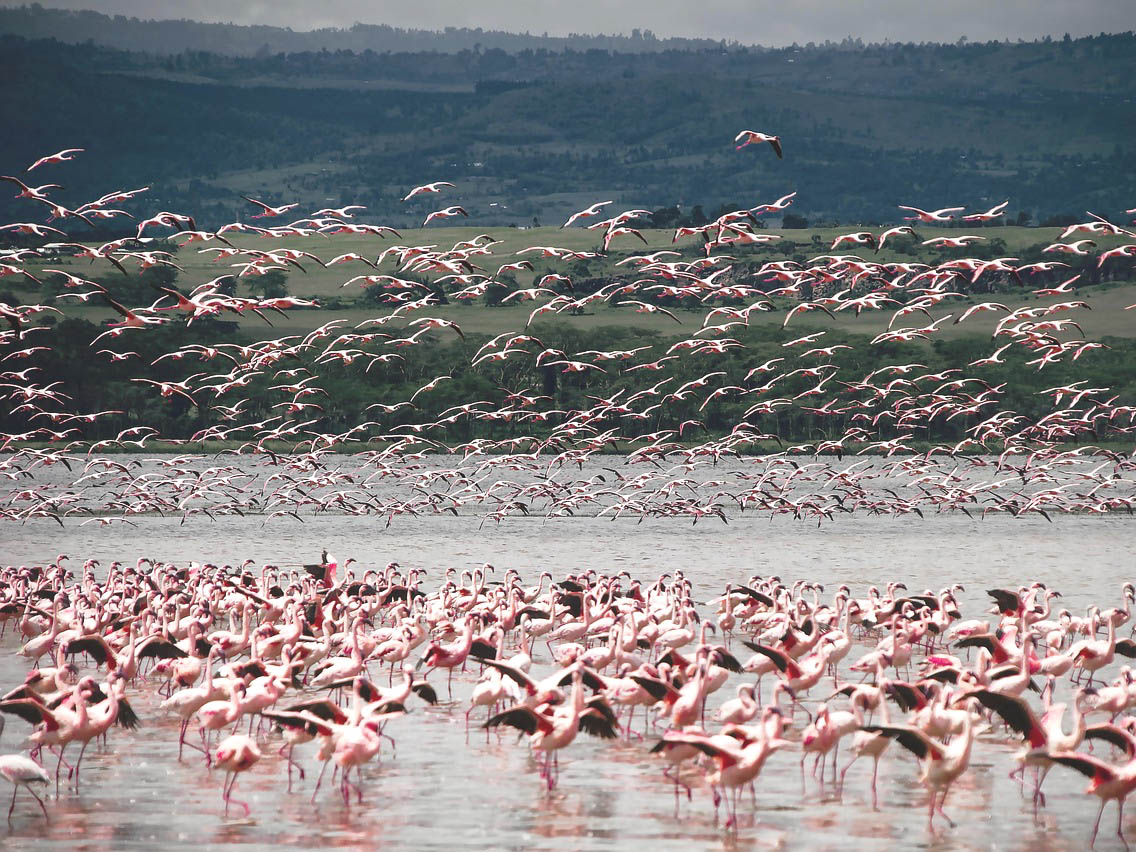 Ou voir les flamandes roses pres de Sete
