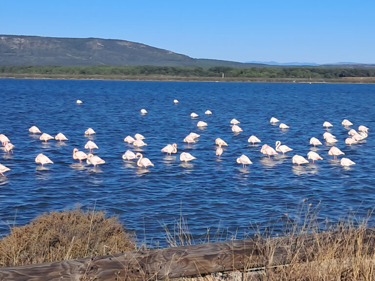 Ou voir les flamandes roses pres de Sete, les Aresquiers, Frontignan